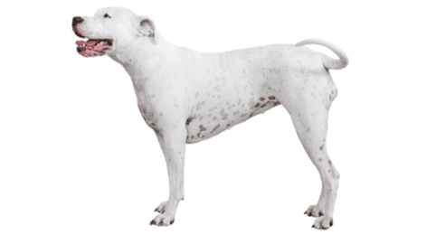 Dogo Argentino Breeder/Owner Club