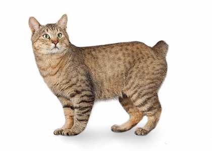 American Bobtail Cat & Kitten Breed and Adoption Info