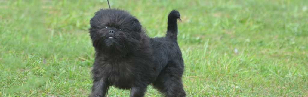 Explore Hypoallergenic Dog & Puppy Breeds | Petfinder