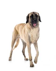 Turkish Kangal dog breed standing with paw up and mouth open against a white background