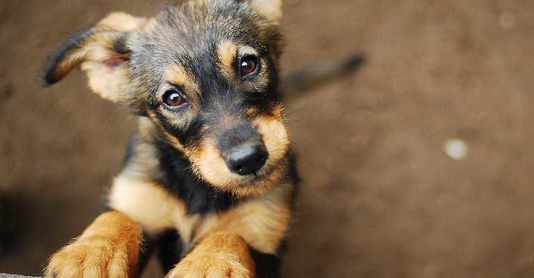 How Much Does a Dog or Puppy Cost? | Petfinder