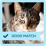 View best matches for CAT breeds