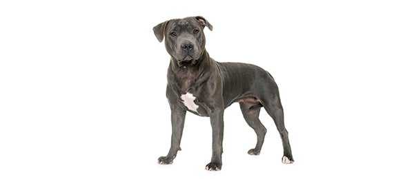 Pit Bull Dog & Puppy Breed and Adoption Information