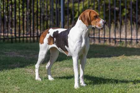 Side view of a Foxhound dog breed standing on the grass with iron fence in the background